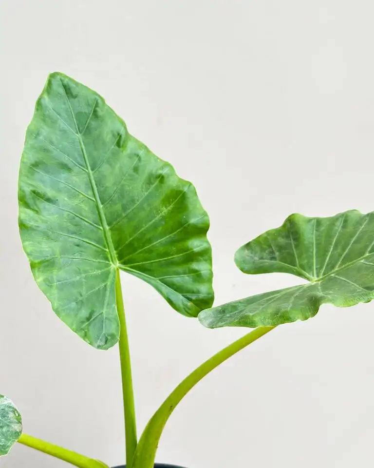 Companion Planting: Perfect Pairings for Your Giant Taro
