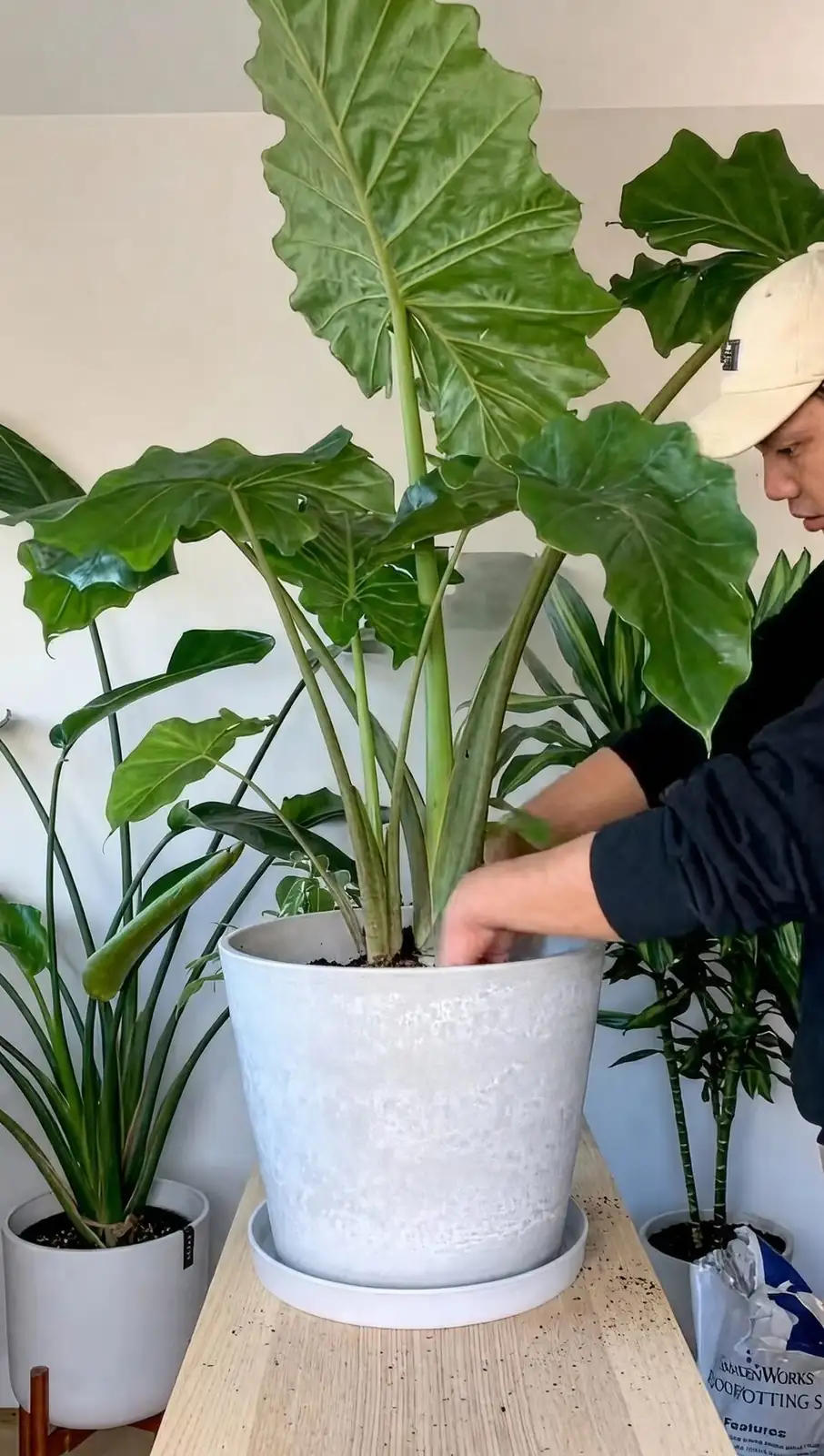crotons and giant taro indoor