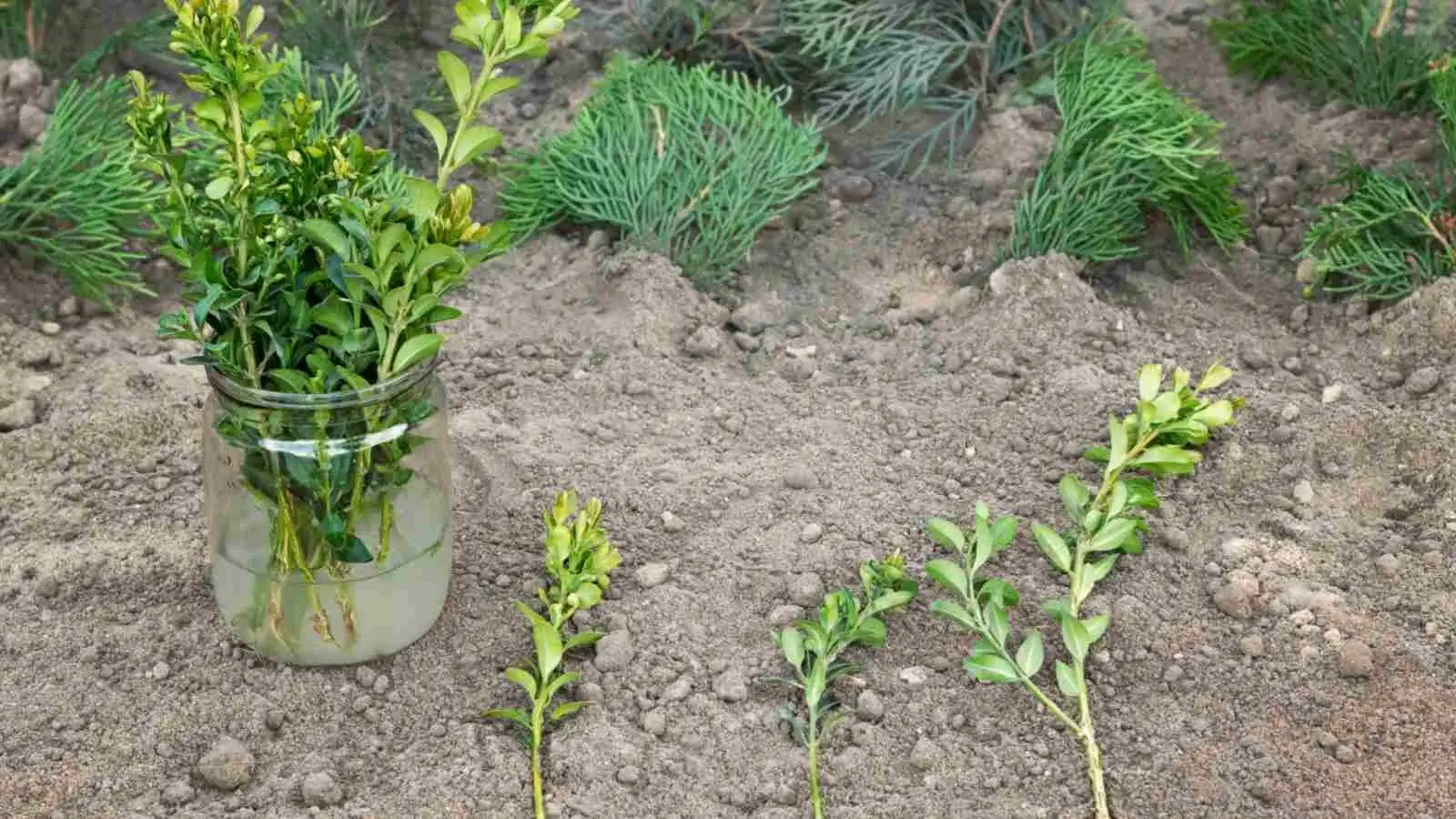 watering boxwood roots