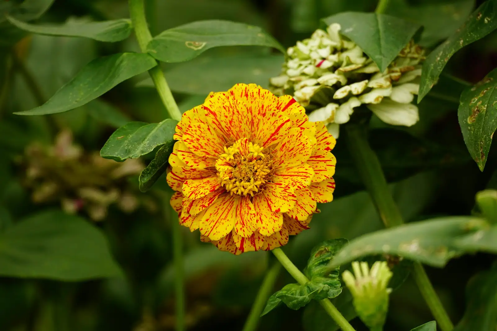 powdery mildew on zinnia leaves