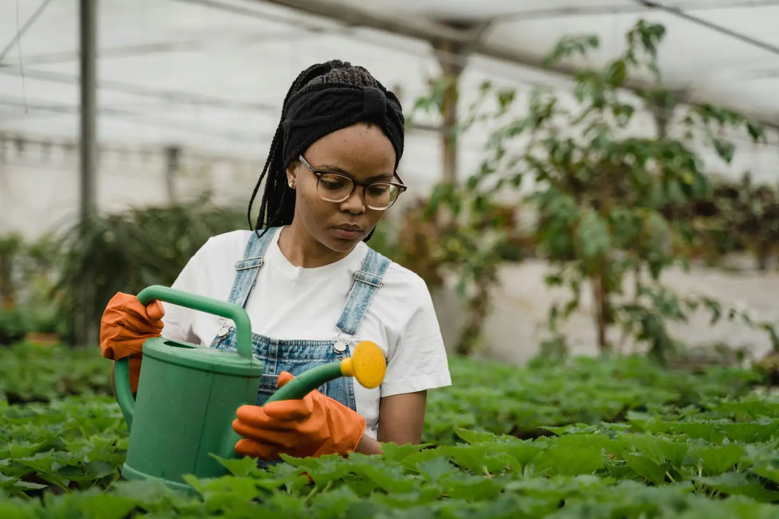 zinnia care tips watering