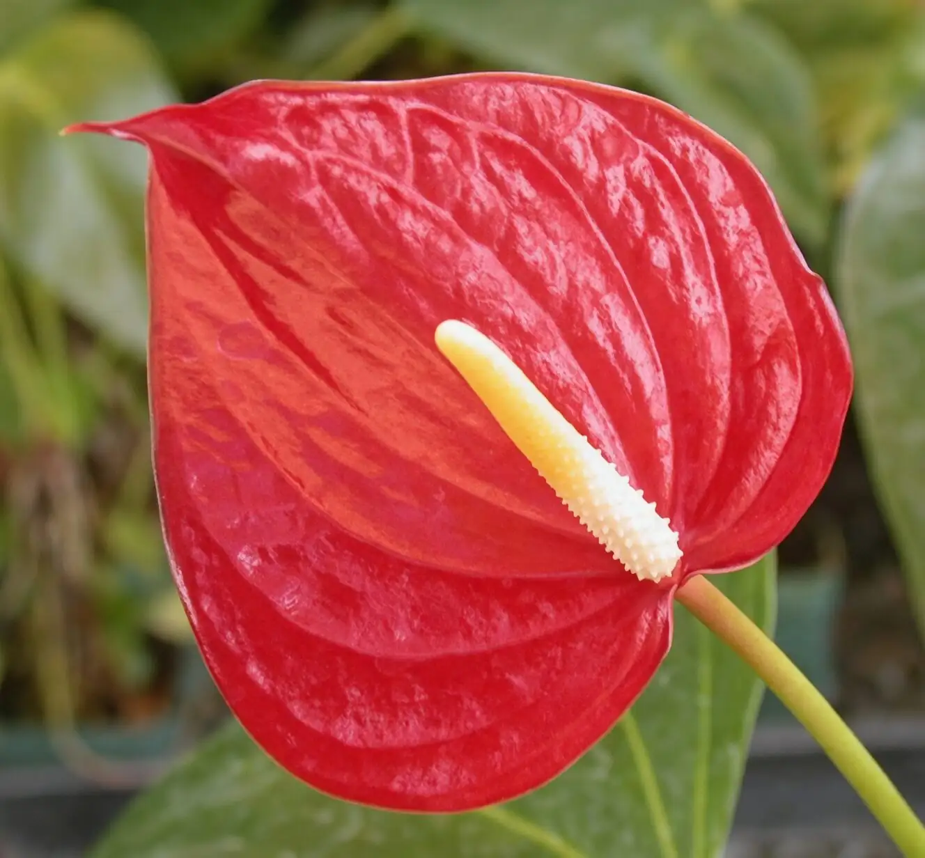 Anthurium heart-shaped spathe close-up