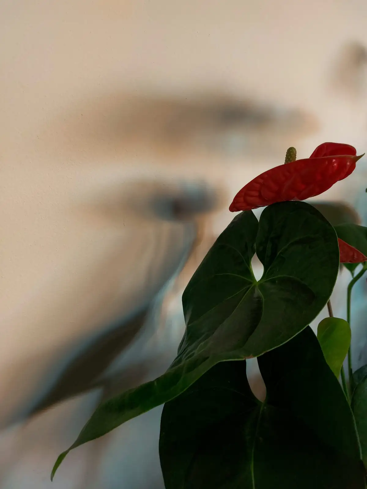 Anthurium in indoor humid environment