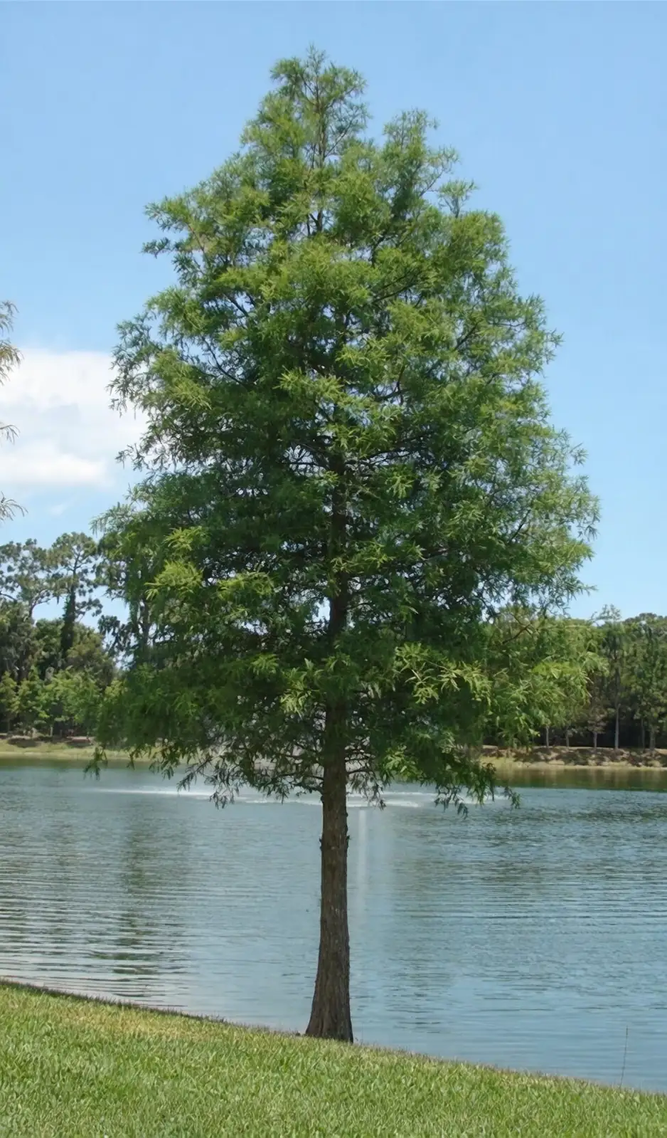 cypress tree pests and diseases