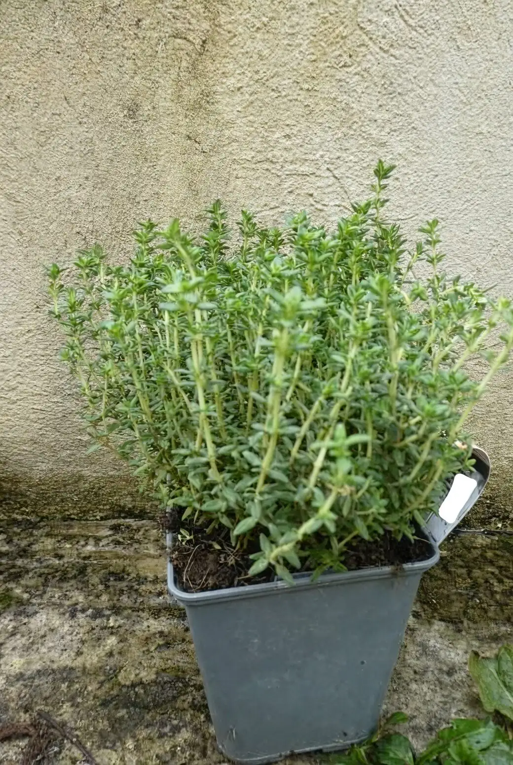 Mastering Thyme: The Ultimate Guide to Thriving Growth Conditions