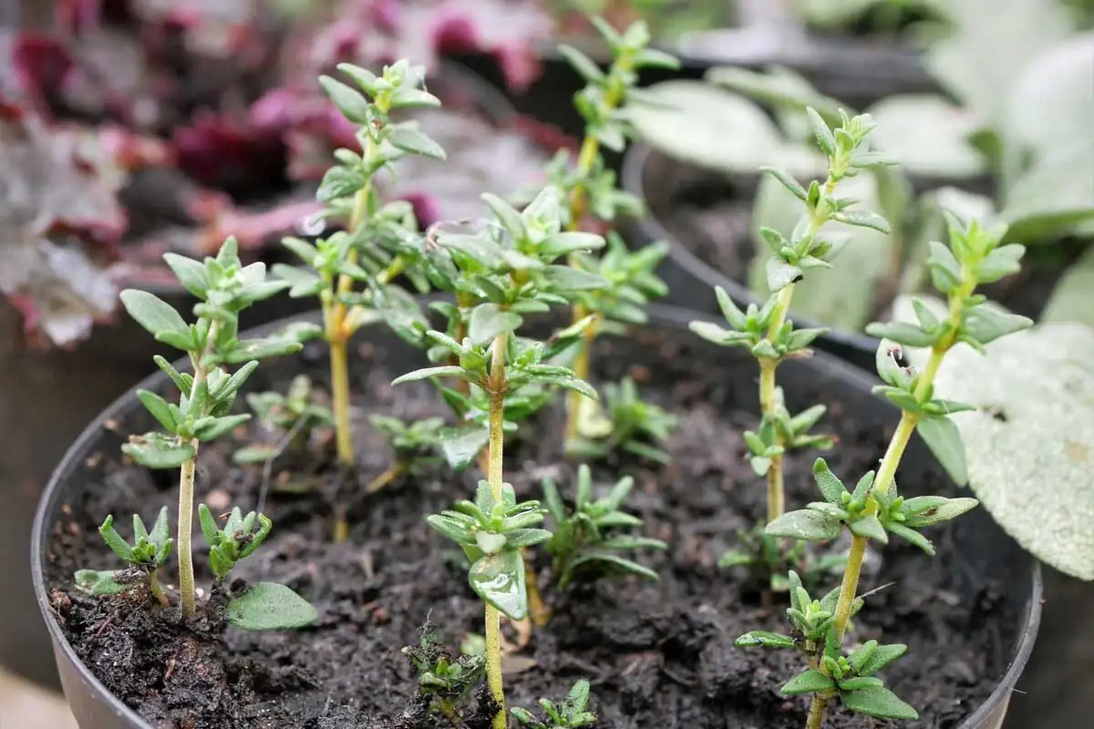 watering thyme plant pot