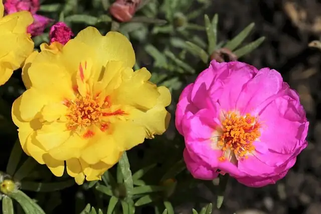 moss rose in European garden