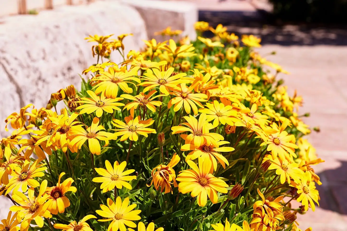 african marigold sunny balcony