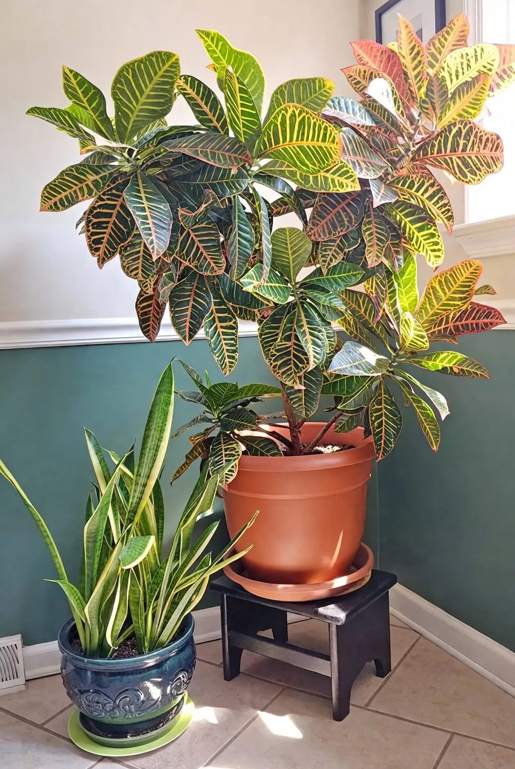 croton near sheer curtain window