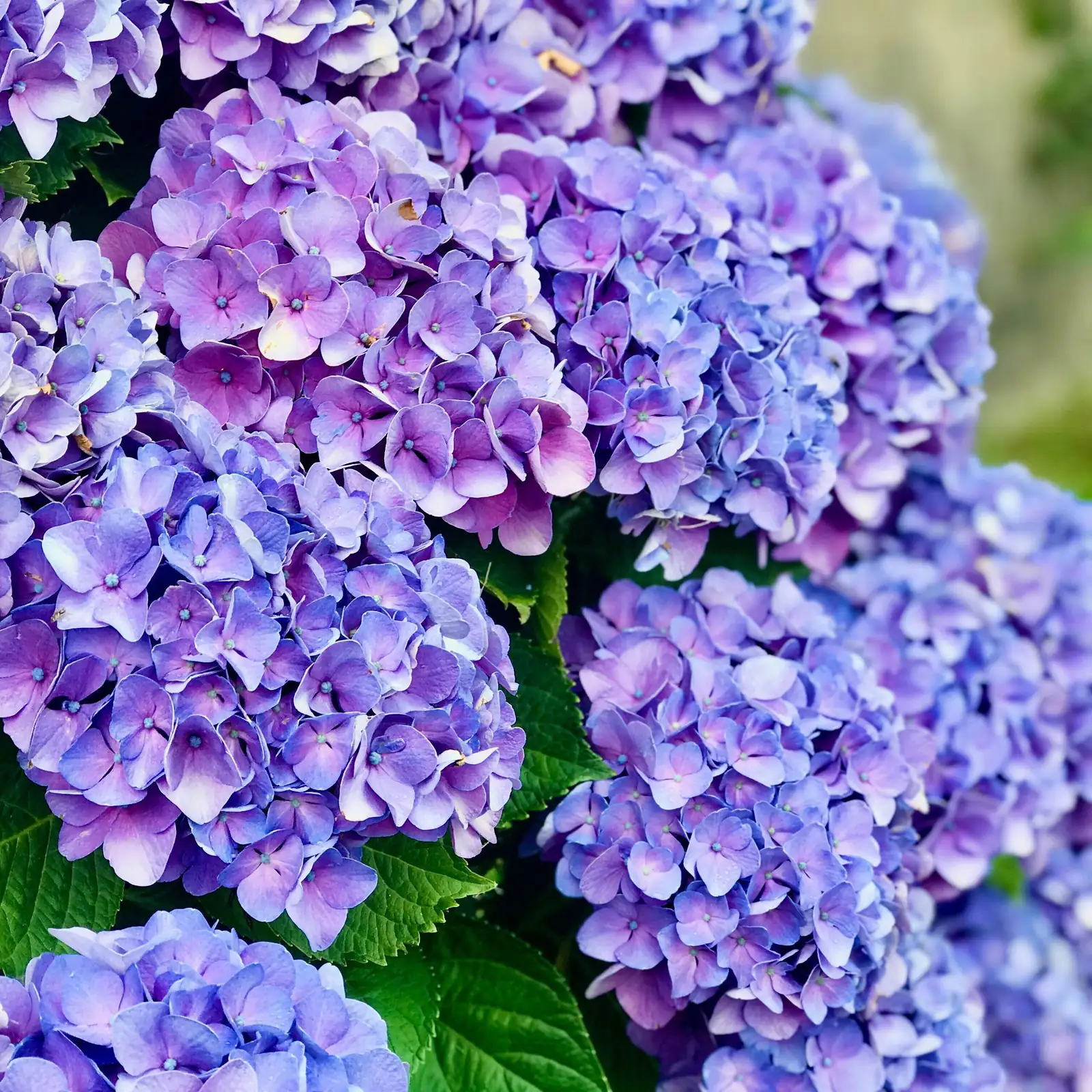 Cuttings in 21 Days? A Propagation Masterclass for Bigleaf Hydrangea