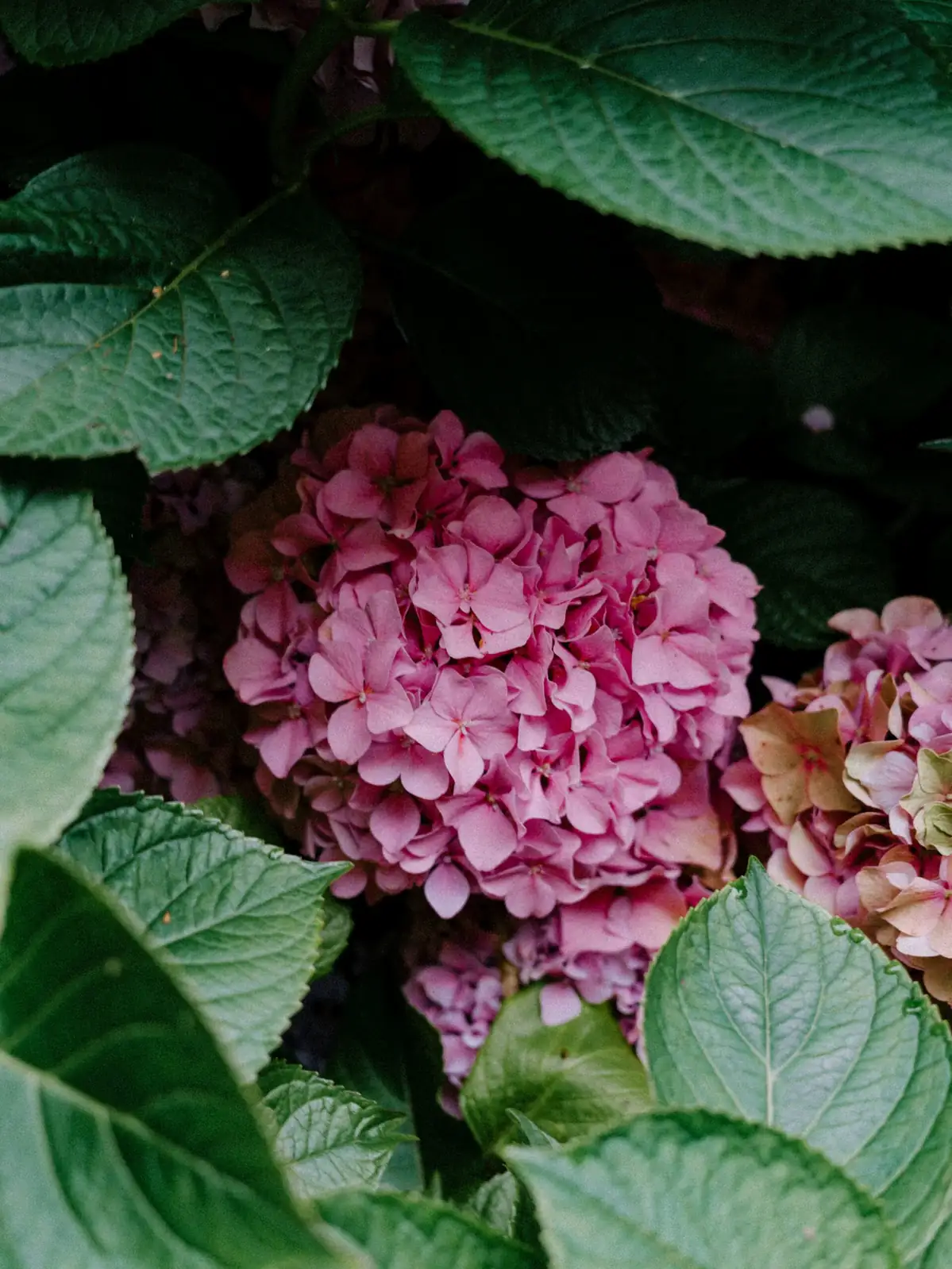 hydrangea softwood cutting selection hands