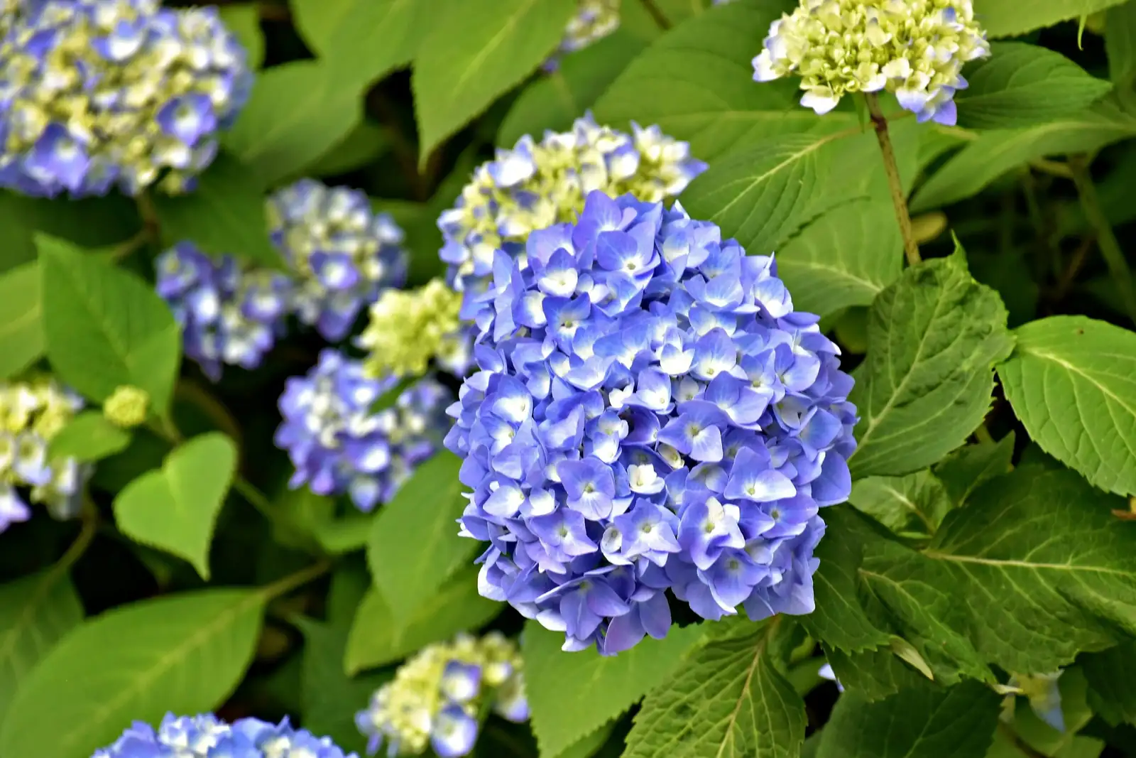 hydrangea with blue leaf hostas