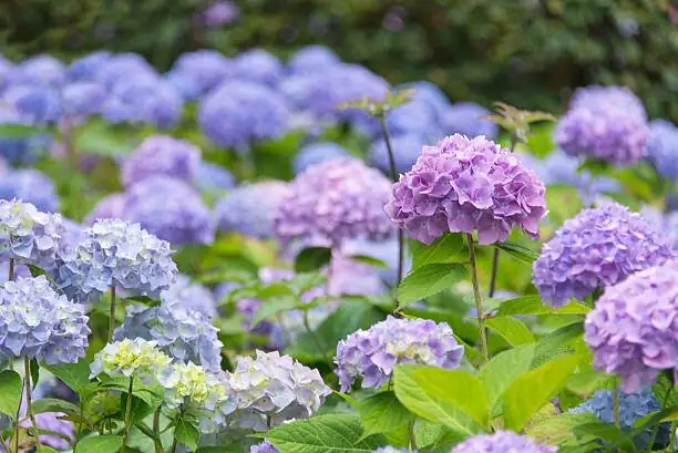 hydrangea macrophylla blue pink flowers
