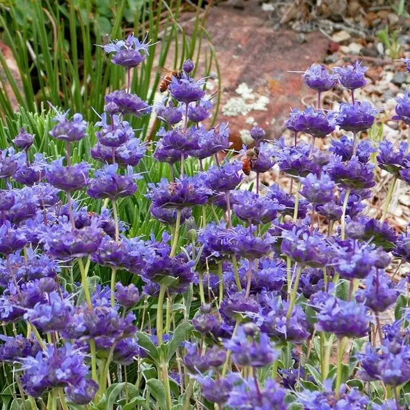 sage blue purple flowers bees