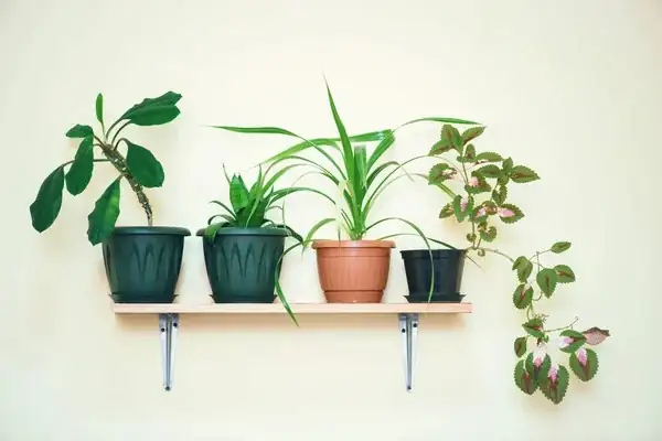 coleus decorative pot shelf