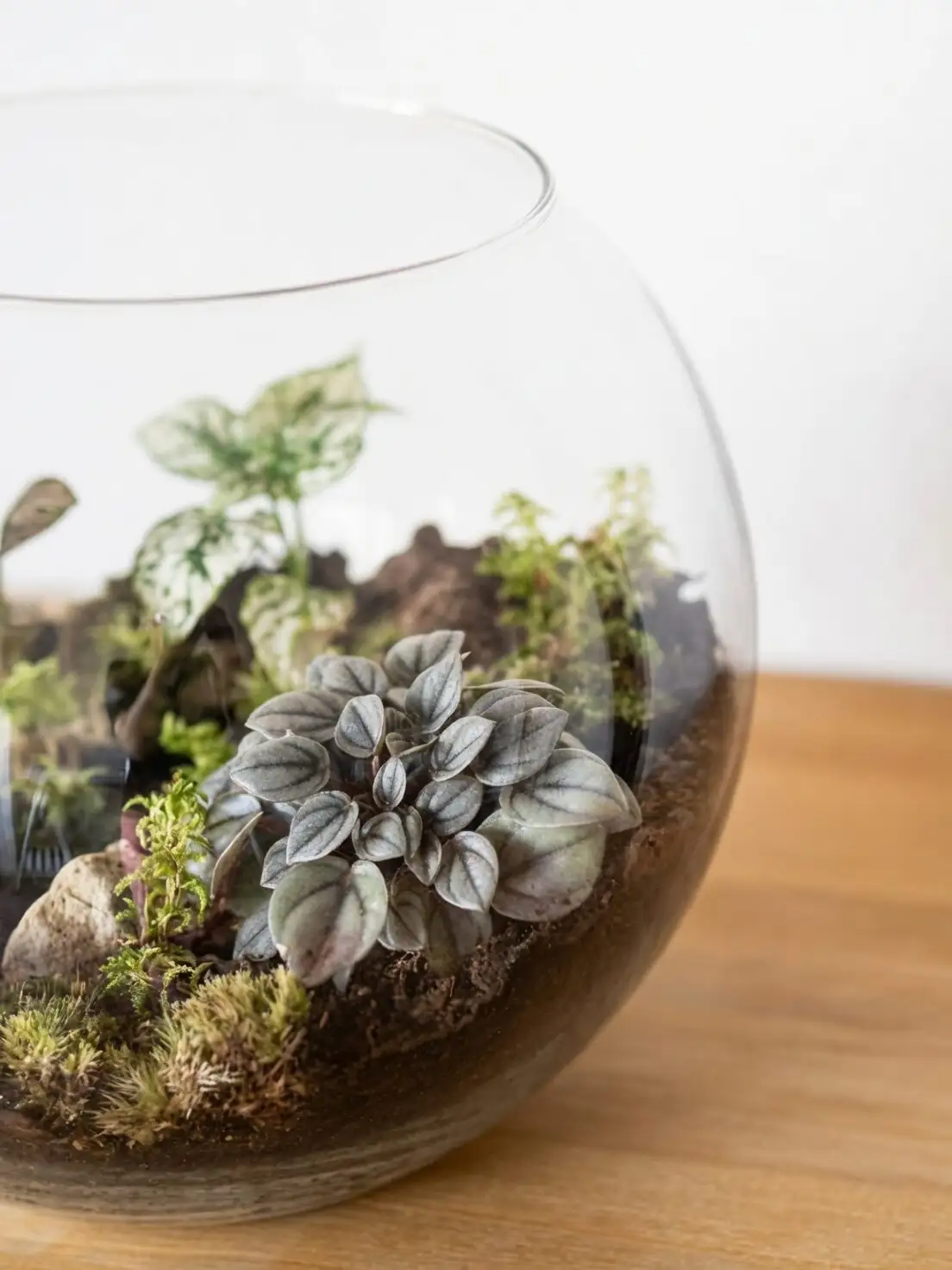 Never Soggy, Never Dry: The Nerve Plant Watering Playbook (Season by Season)