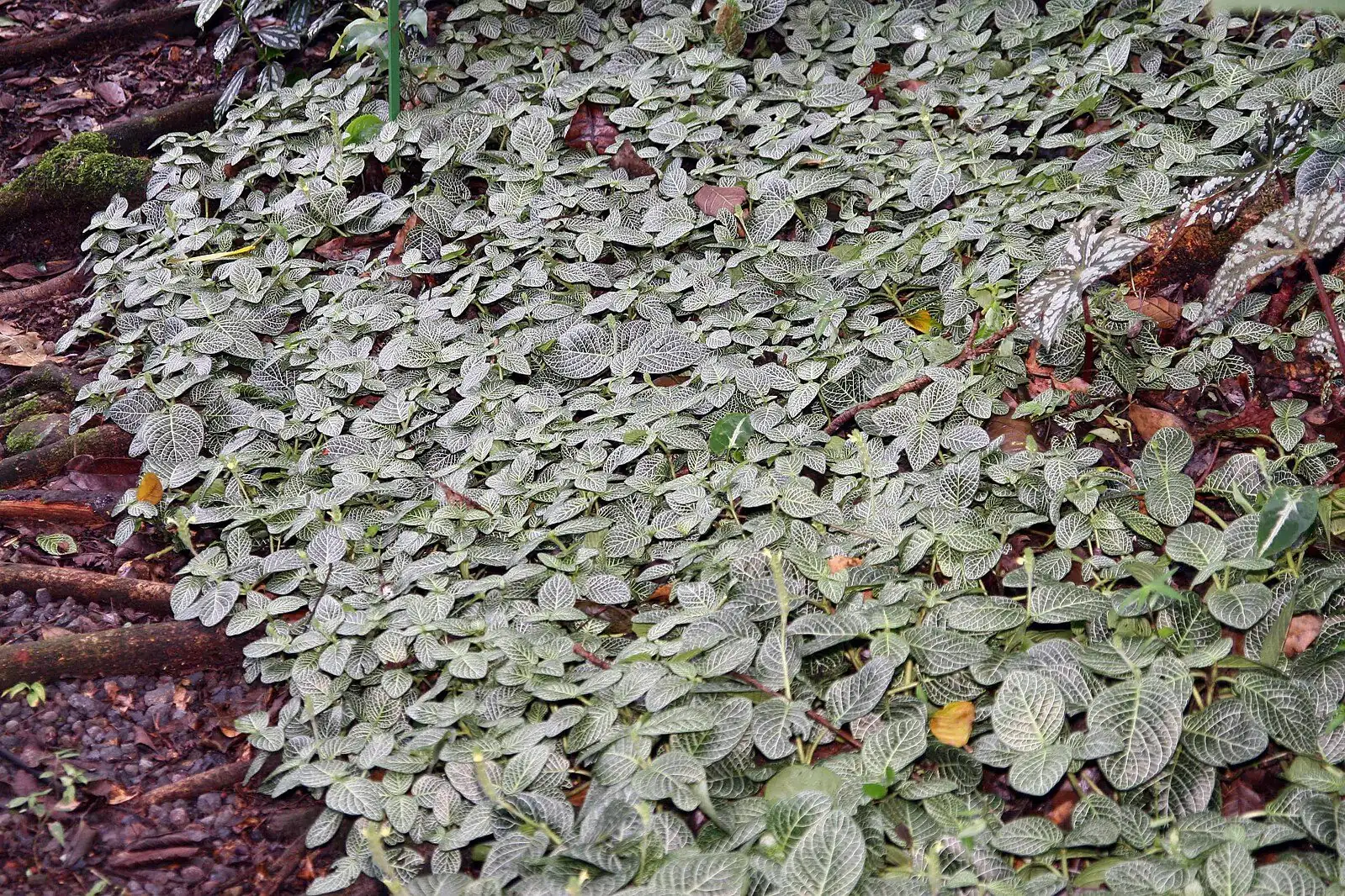 From Peru’s Cloudy Understory to Your Shelf: The Wild Story of Fittonia verschaffeltii
