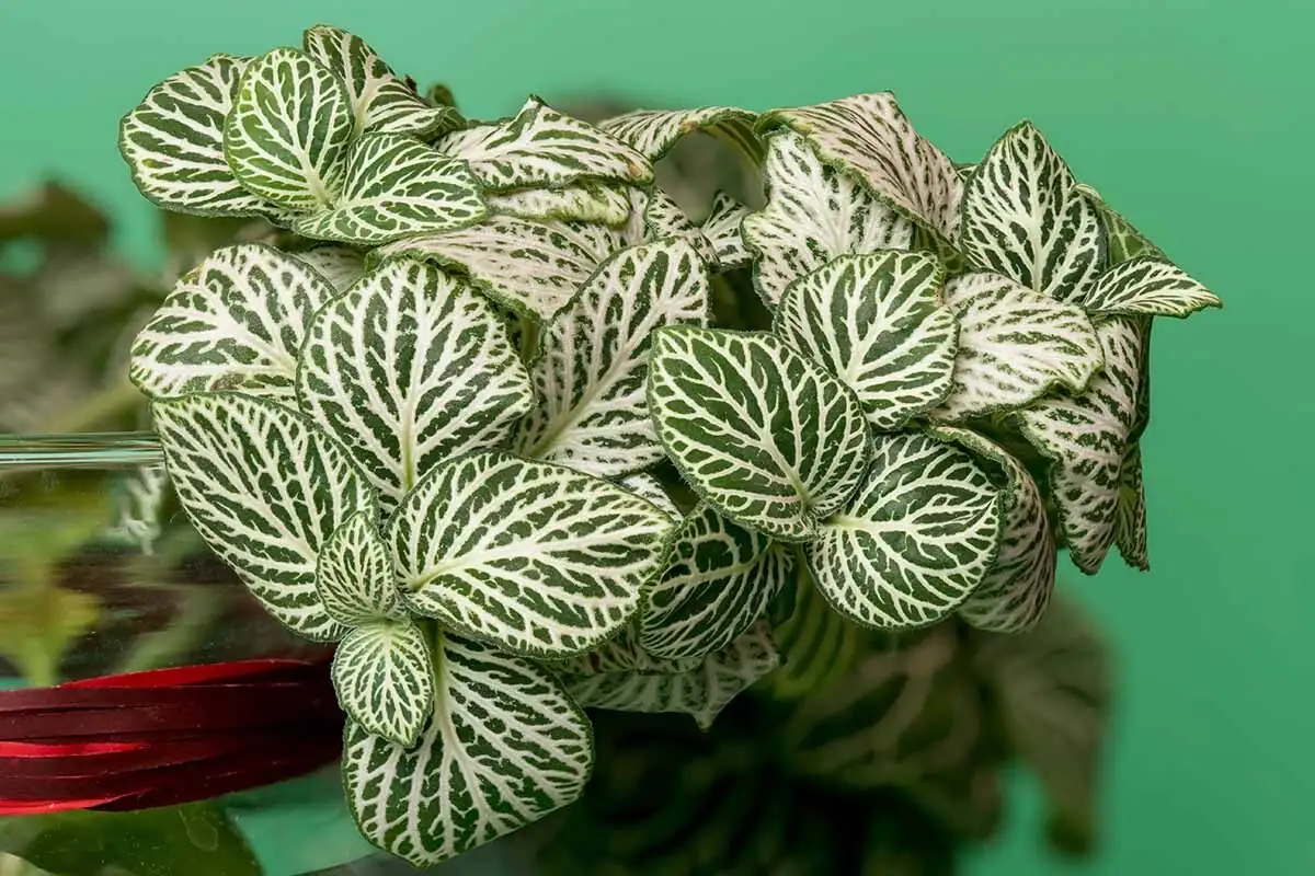 fittonia stems rooting nodes close-up