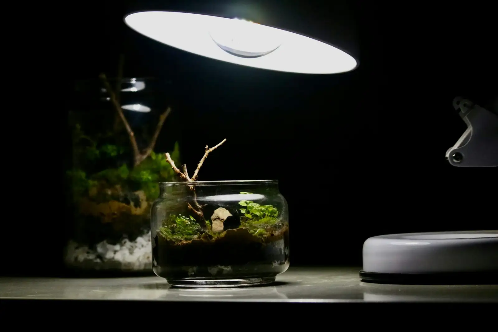 fittonia victorian terrarium wardian case