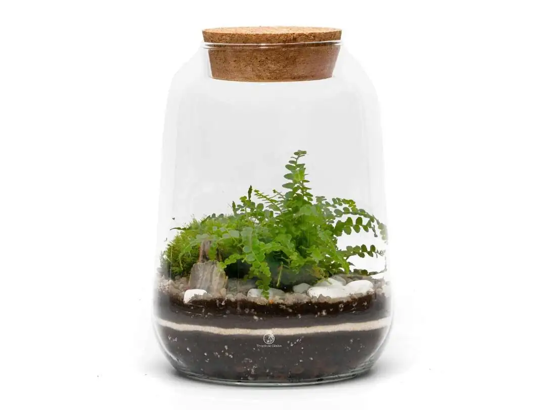 fittonia closed glass terrarium moss