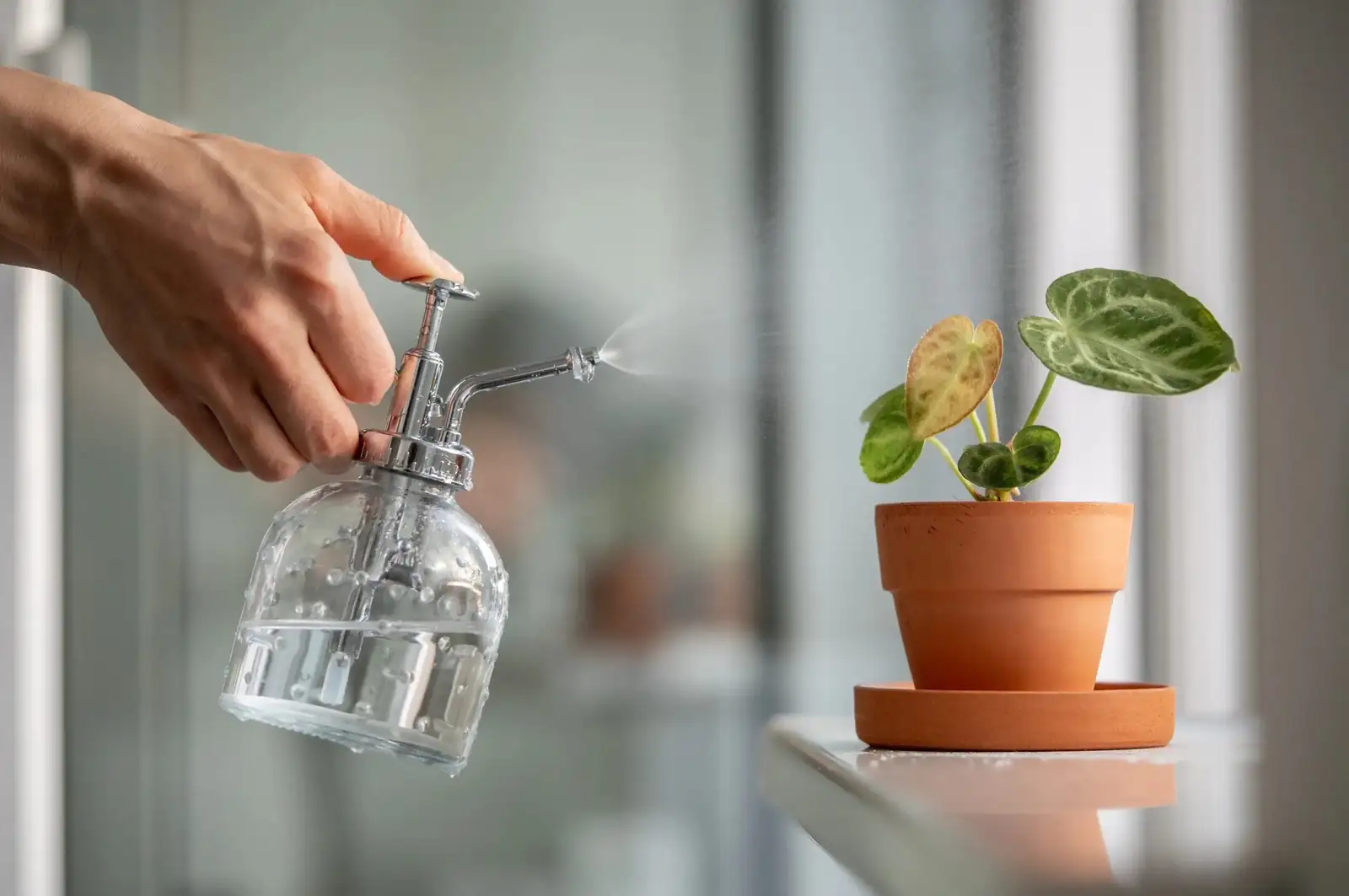 fittonia misting spray bottle window
