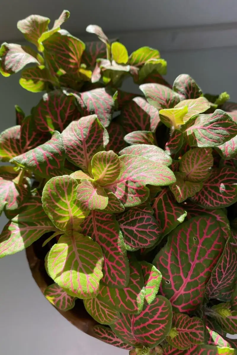 fittonia leaf vein close-up