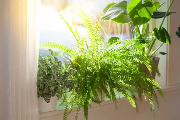 fittonia terrarium with ferns