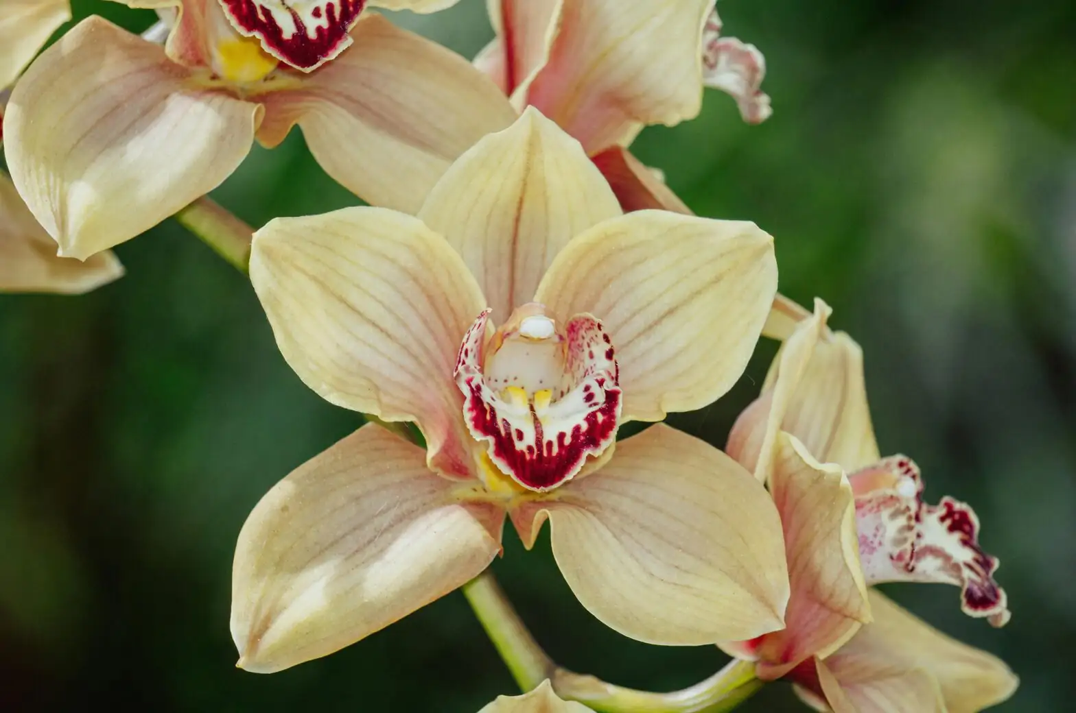 cymbidium orchid leaves bright light