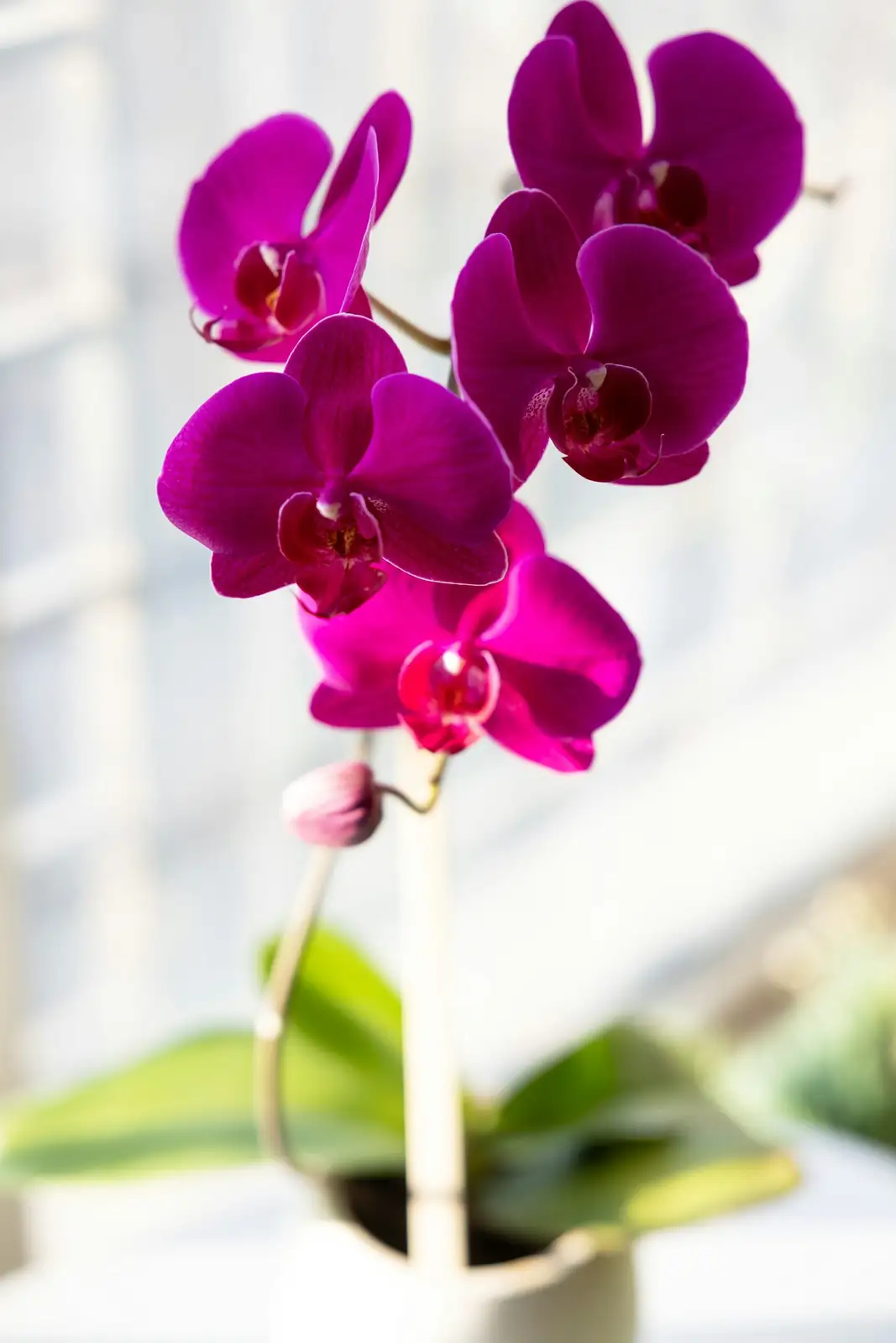 cymbidium orchid near window fan
