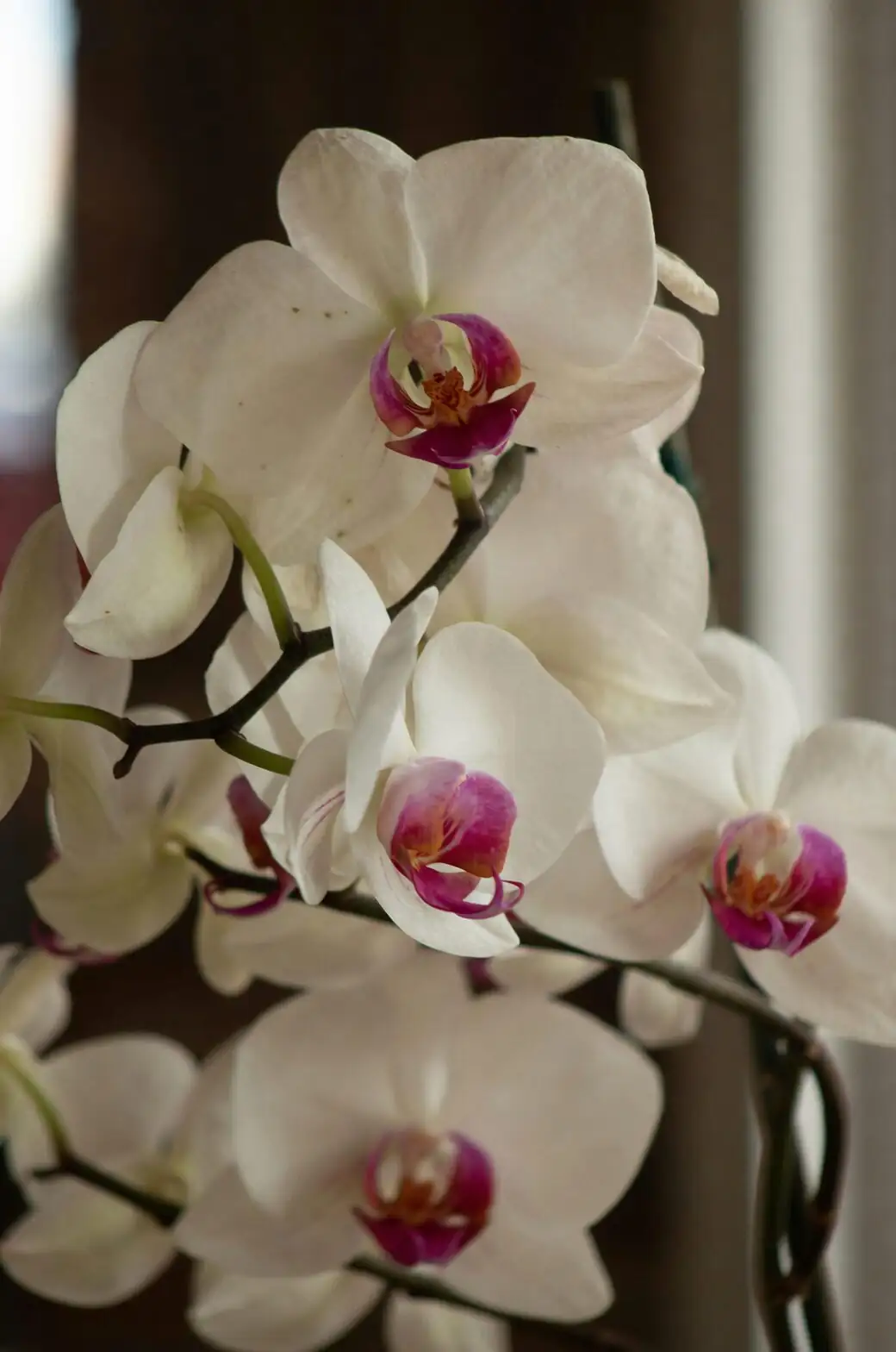 cymbidium orchid with sheer curtain
