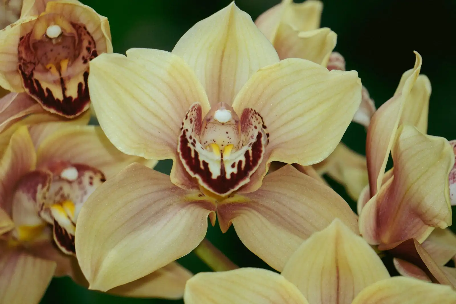 cymbidium orchid flower spike close-up