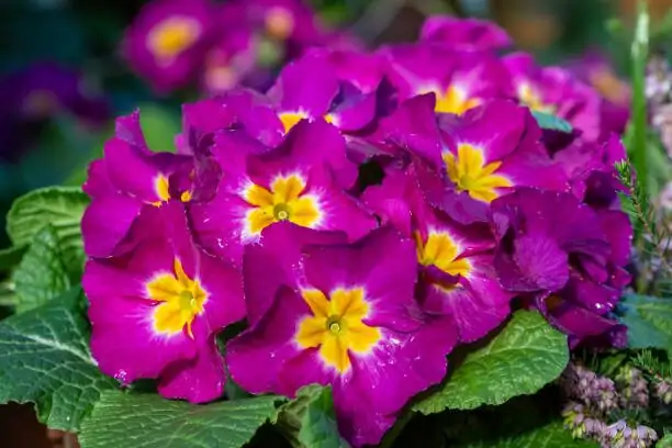 polyanthus primrose pansy trough