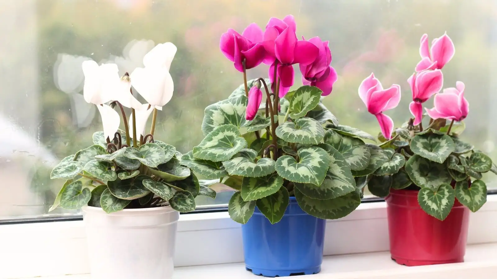polyanthus primrose porch pots cyclamen