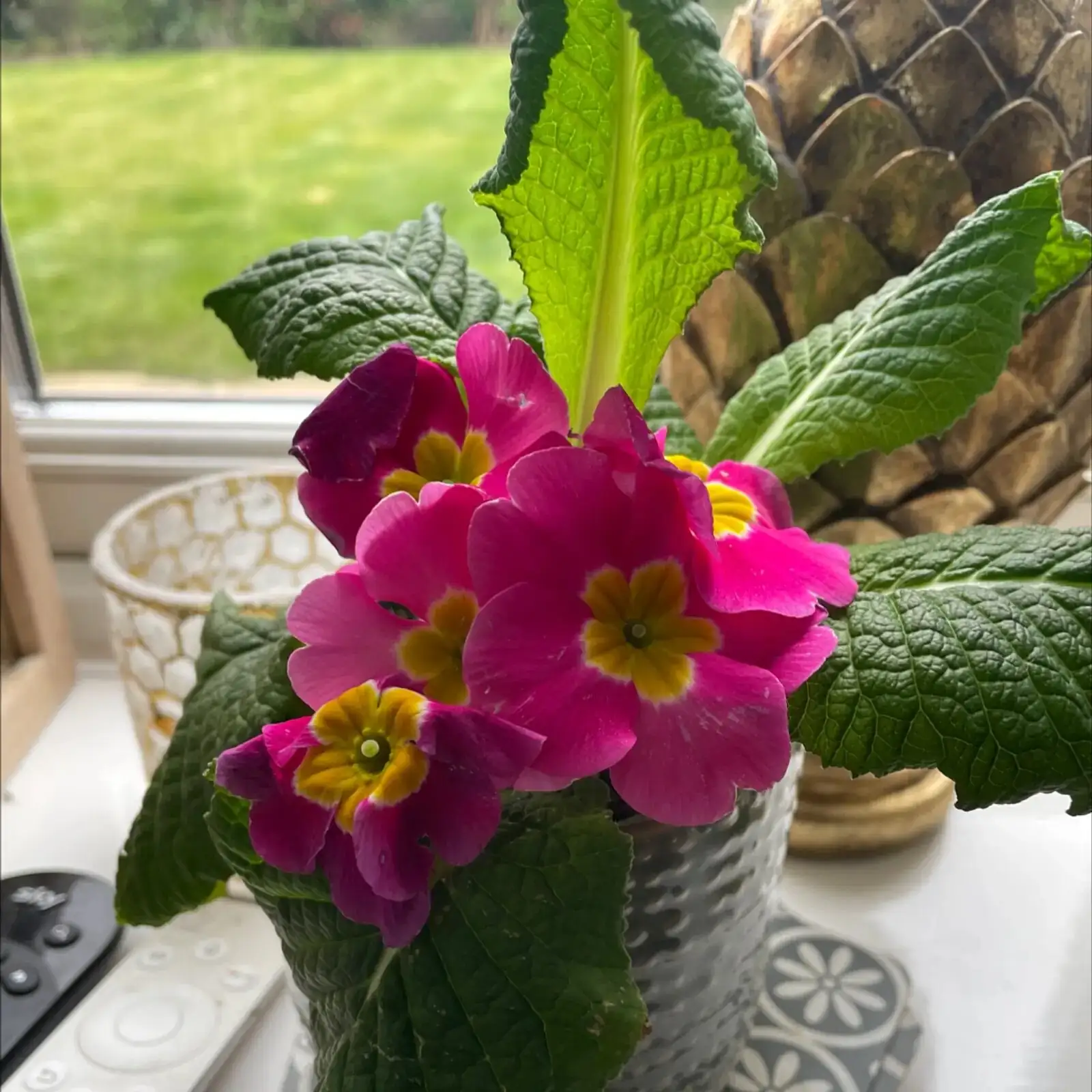 polyanthus primrose east window sunlight