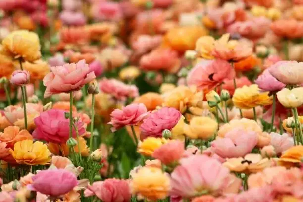 ranunculus color varieties flat lay