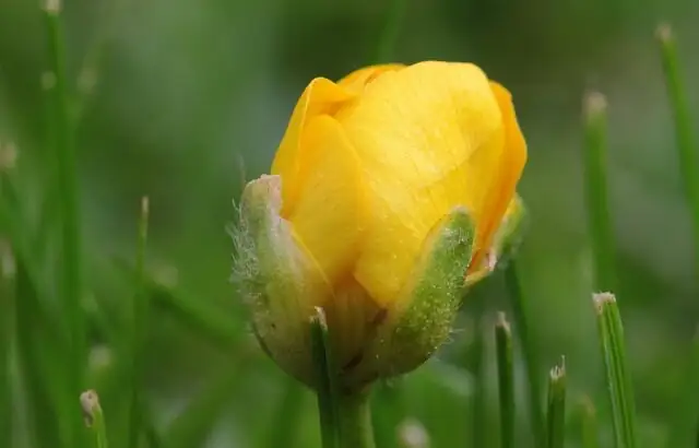 ranunculus tuber crown and claws close-up