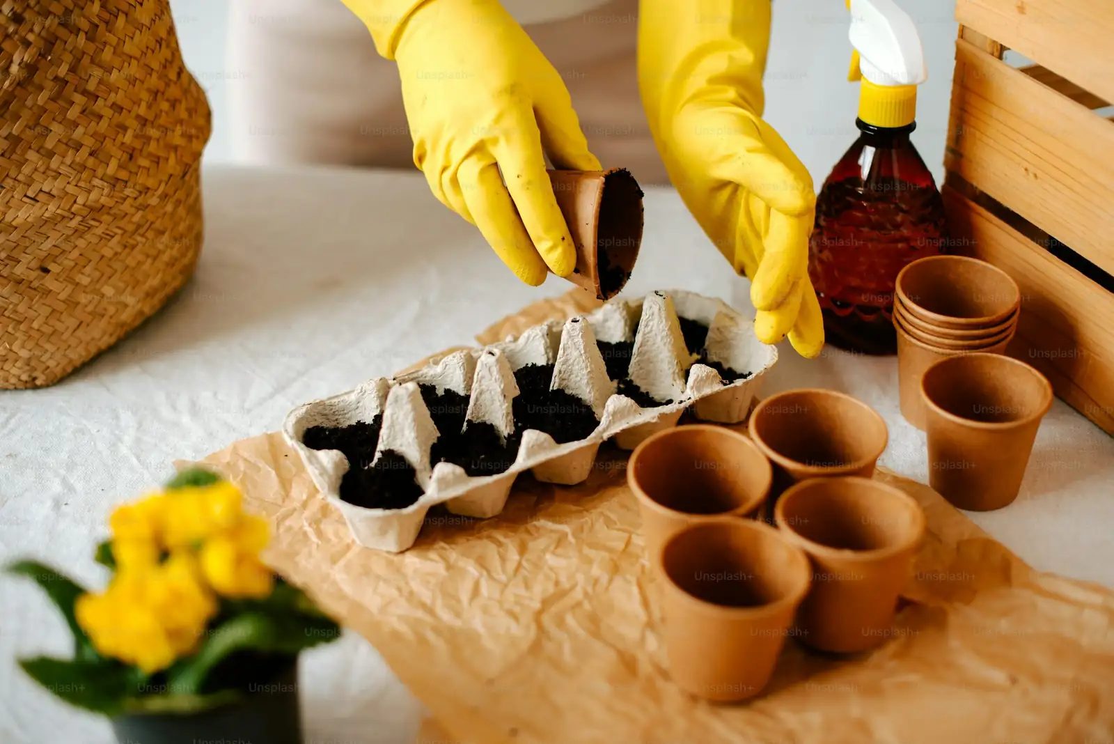 ranunculus seed tray misting