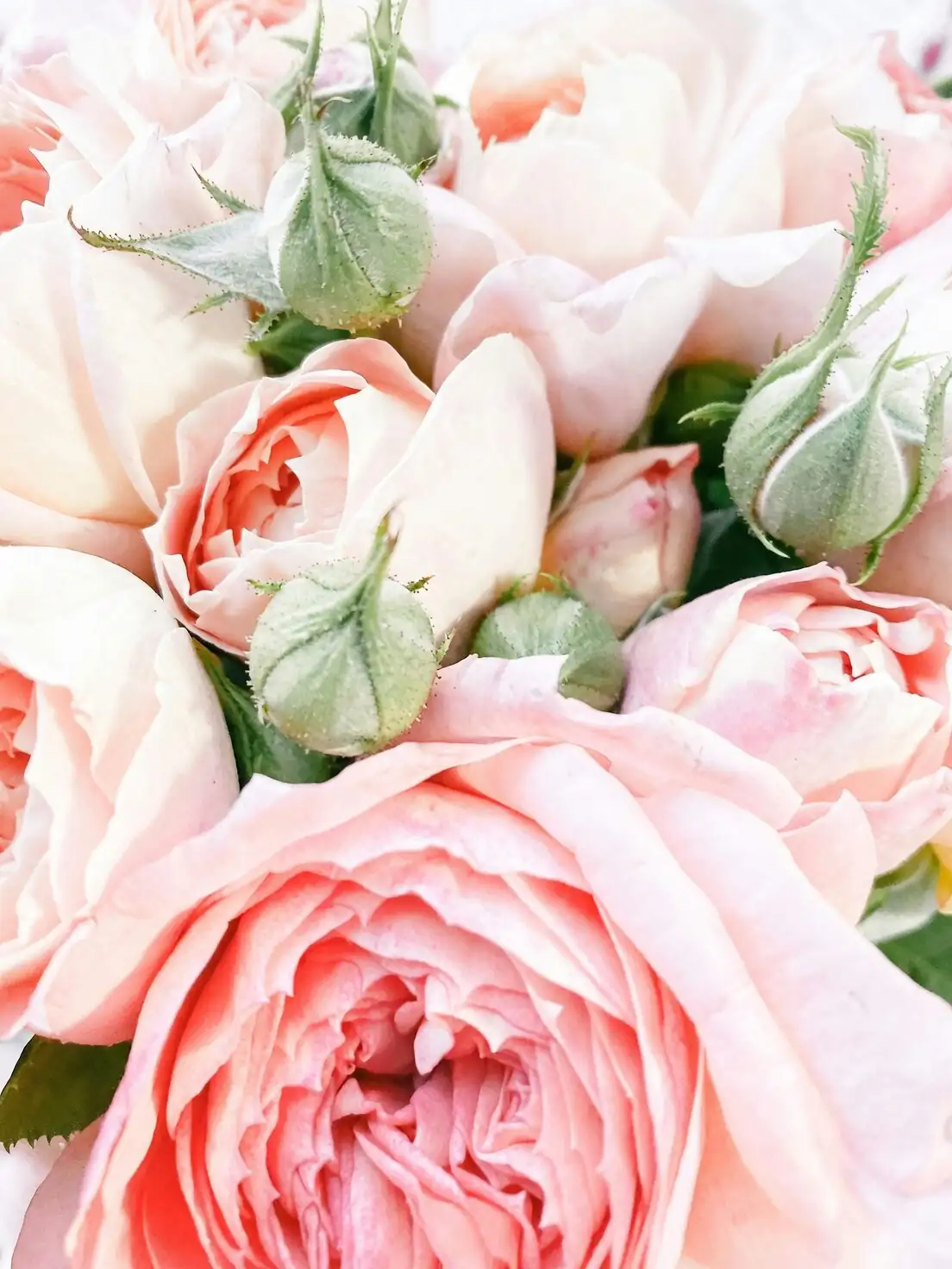 ranunculus pinching side buds