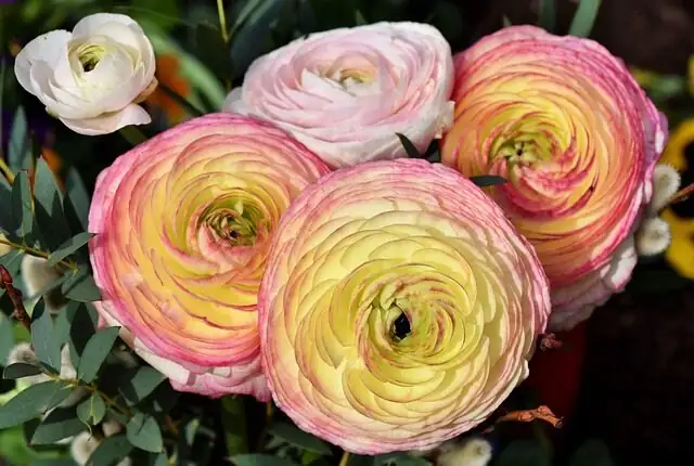 ranunculus flower close-up petals