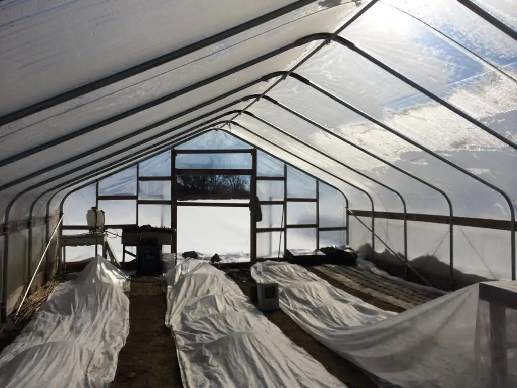 ranunculus cold frame winter cover