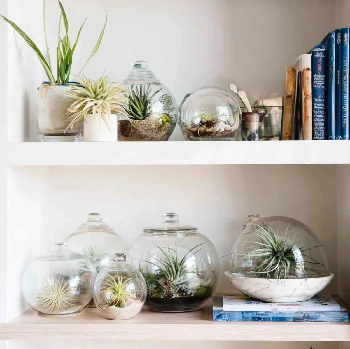 Zero‑Soil, High‑Style: 12 Display Ideas That Keep Air Plants Alive (Not Just Pretty)