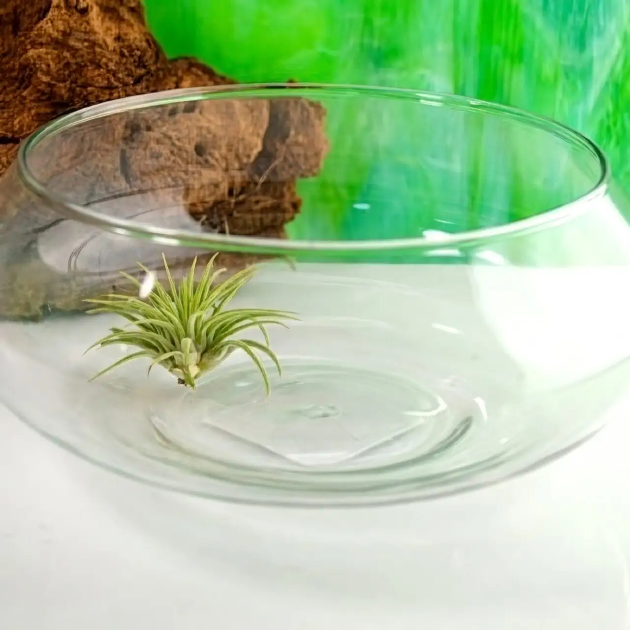 air plant open glass bowl
