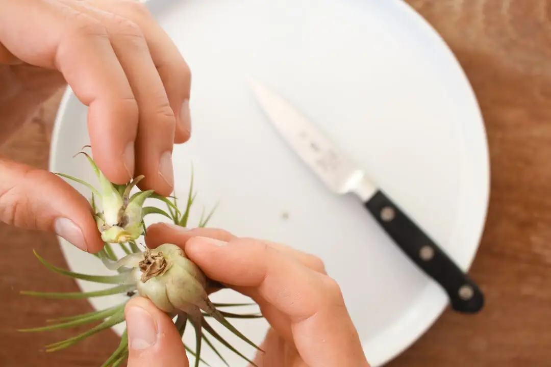 air plant soaking water hands
