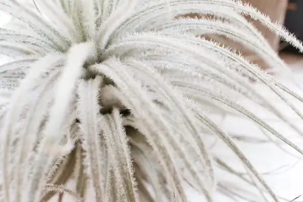 Tillandsia tectorum trichomes close-up