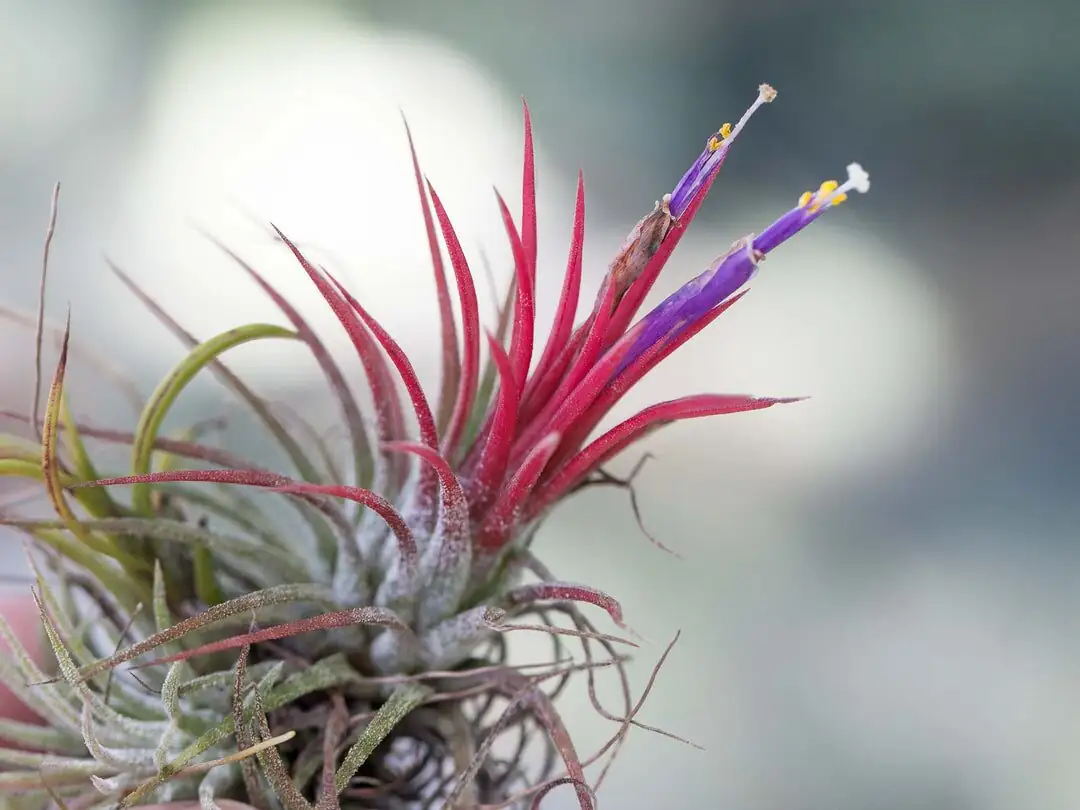 Tillandsia ionantha red blush flowers