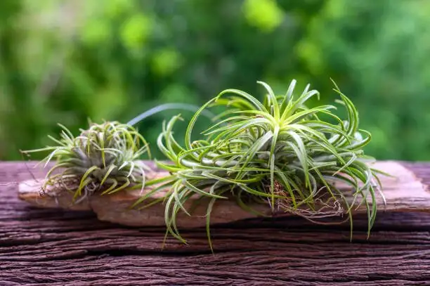 Tillandsia soaking in bowl hands