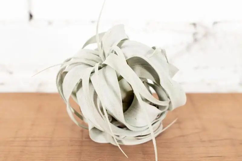Tillandsia xerographica desert vignette