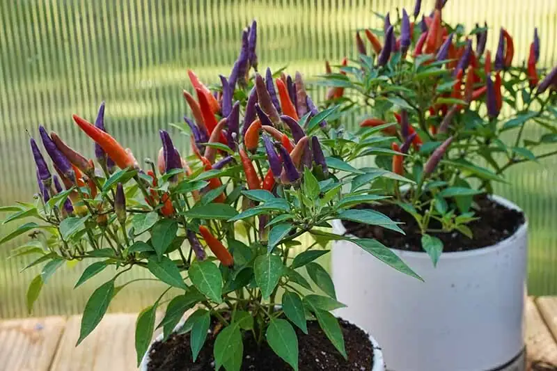 Edible but Explosive: Safe Handling, Tasting, and DIY Chili Flakes from Ornamental Peppers