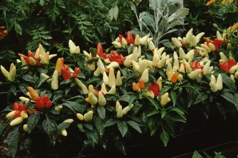 Capsaicin 101: The Chemistry Behind Heat, Eye Burn, and Natural Pest Deterrence