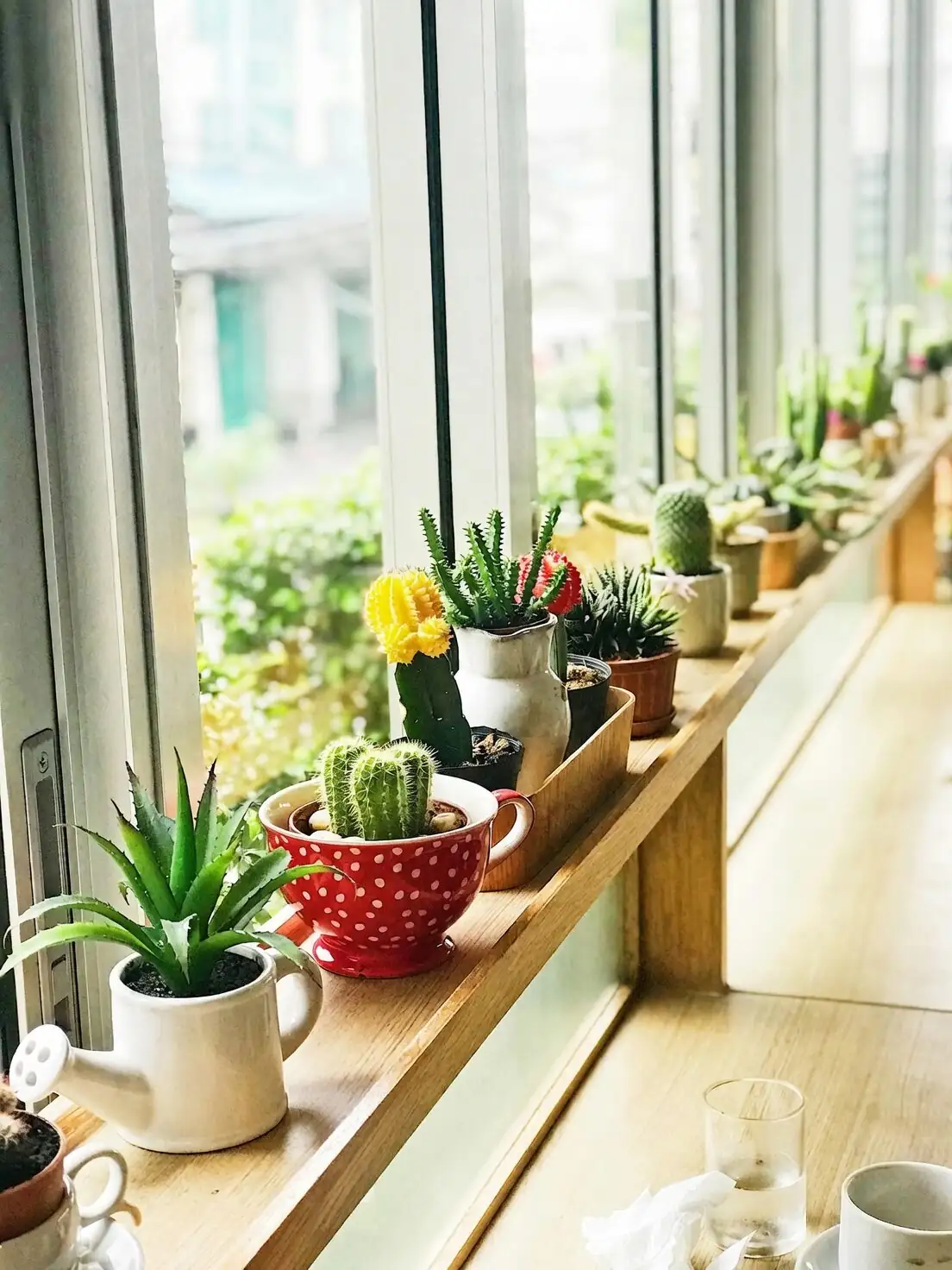 Pocket Rock Gardens: Style the Dunce Cap in Trays, Tea Cups, and Pebble Bowls